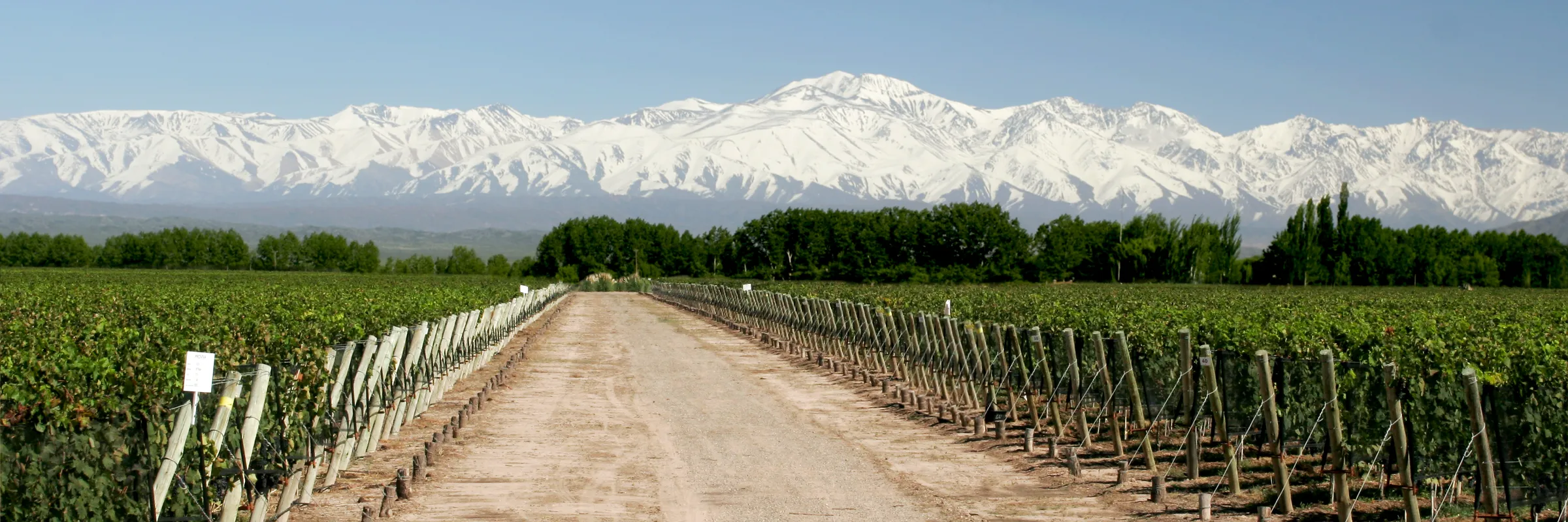 Viñedo Ikal en el Valle de Uco